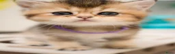 Scottish Fold cats for sale: Golden Scottish Fold & Straight – TICA Registered - Advert 10