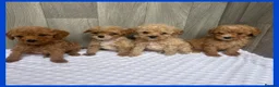 Maltipoo dogs for sale: Stunning Miniature Maltipoo puppies for sale  - Advert 4
