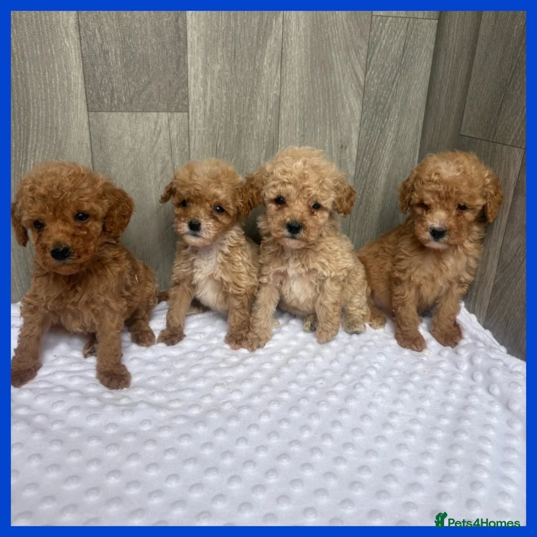 Maltipoo dogs for sale: Stunning Miniature Maltipoo puppies for sale  - Advert 4