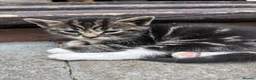 Bengal cats for sale: 4 Beautiful Kittens Looking for a Home - Advert 8