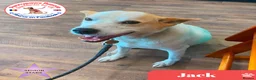 Mixed Breed dogs for adoption: Lovely Jack - Advert 1