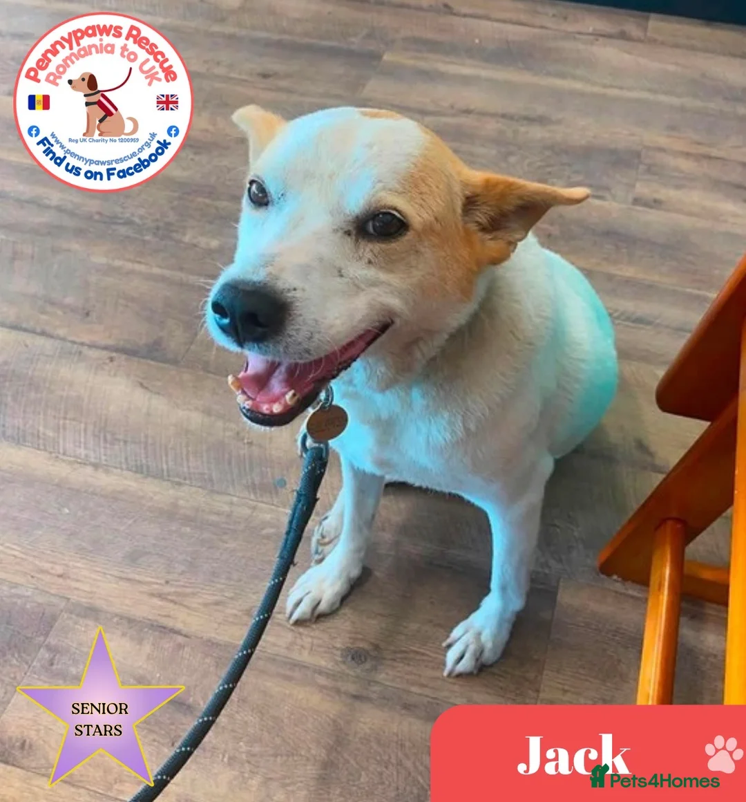 Mixed Breed dogs for adoption: Lovely Jack - Advert 1