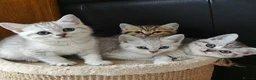 Scottish Fold cats for sale: Scottish fold and straight kittens. - Advert 3