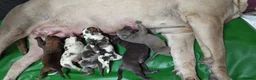 Mixed Breed dogs for sale: Cane Corso x Performance Mastiff   - Advert 8