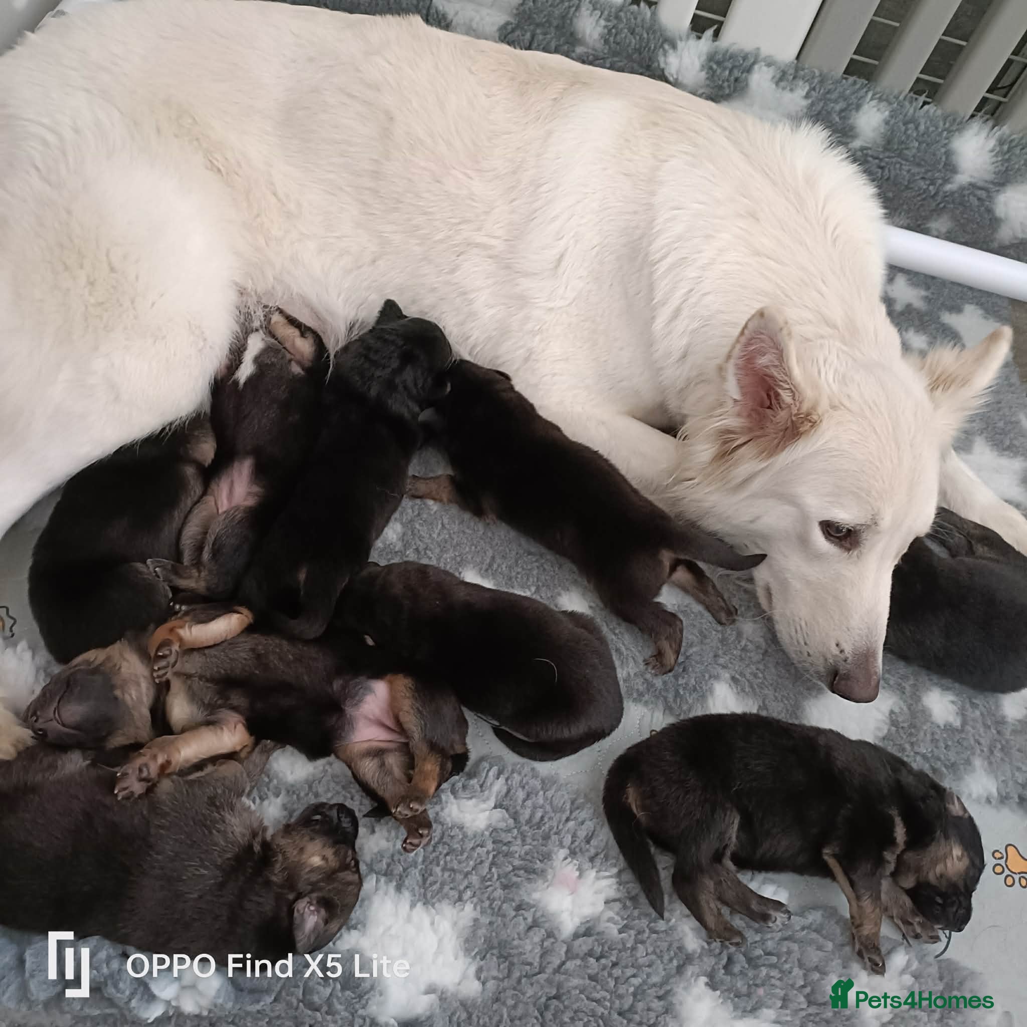 German Shepherd dogs German shepherd puppies - Advert 14