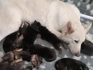 German Shepherd dogs German shepherd puppies - Advert 18