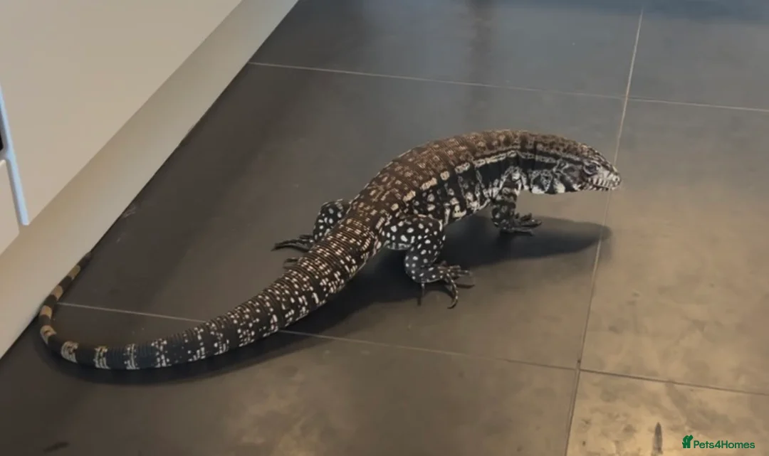 Lizard reptiles for sale: 11 month old large Black & White Tegu & enclosure in Waterlooville - Advert 2