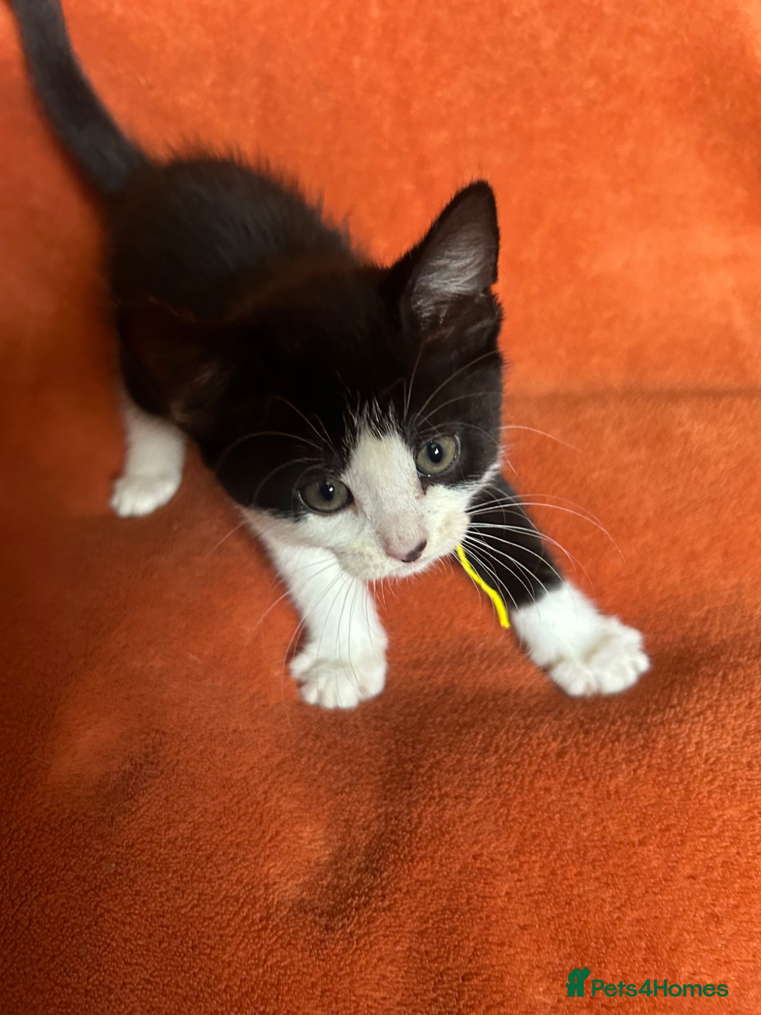 Mixed Breed cats for sale: Mixed Breed Kittens  - Advert 8
