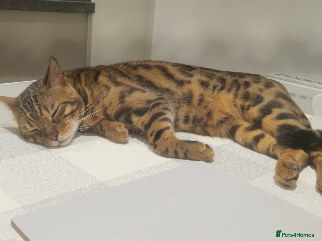 Bengal cats for sale: Gorgeous Bengal Glitter Boy - Advert 4