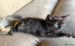 Bengal cats for sale: Gorgeous Bengal / Persian X kittens - Image 17