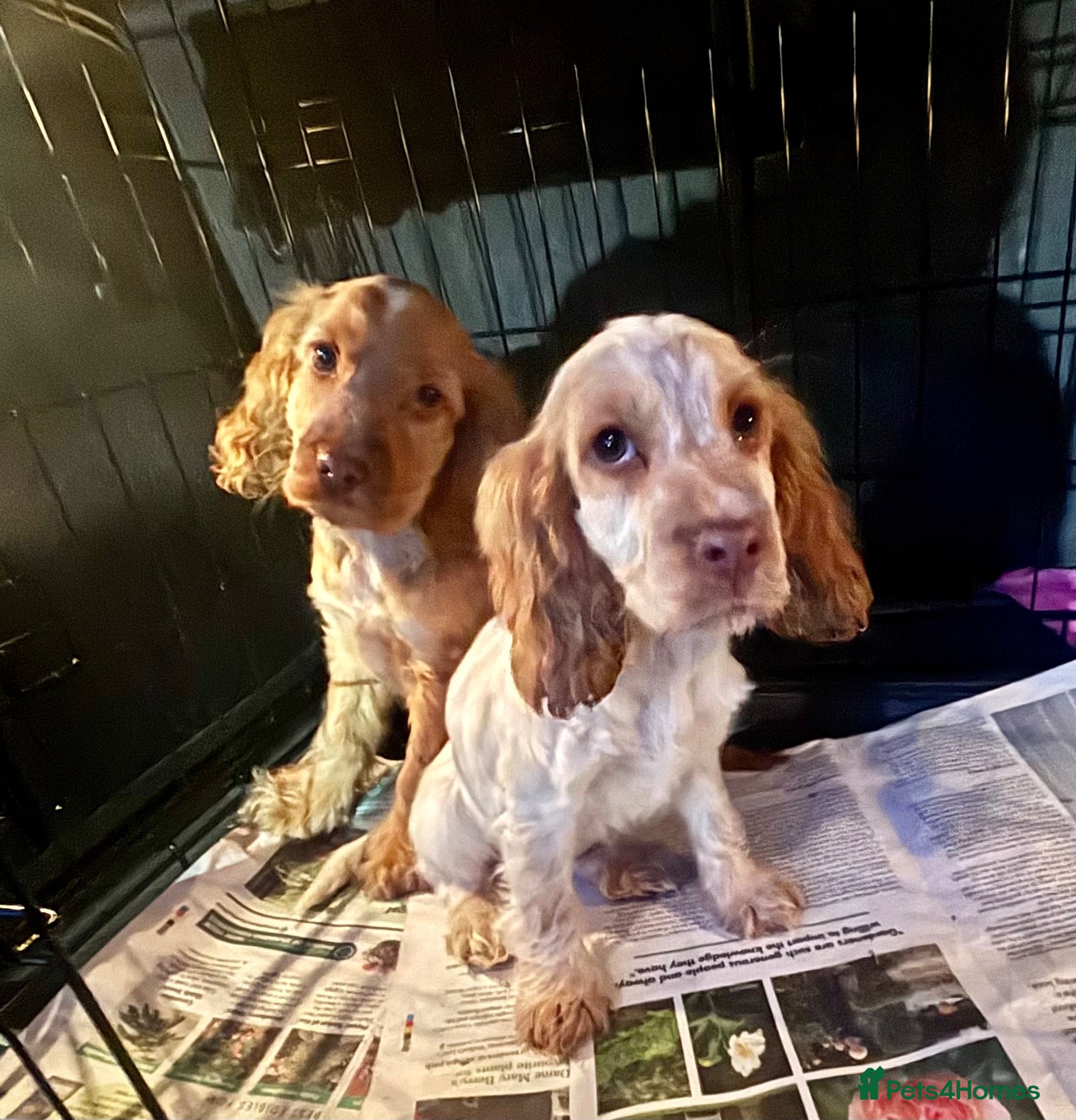 Cocker Spaniel dogs for sale: Adorable show cocker spaniel puppy’s  - Advert 8