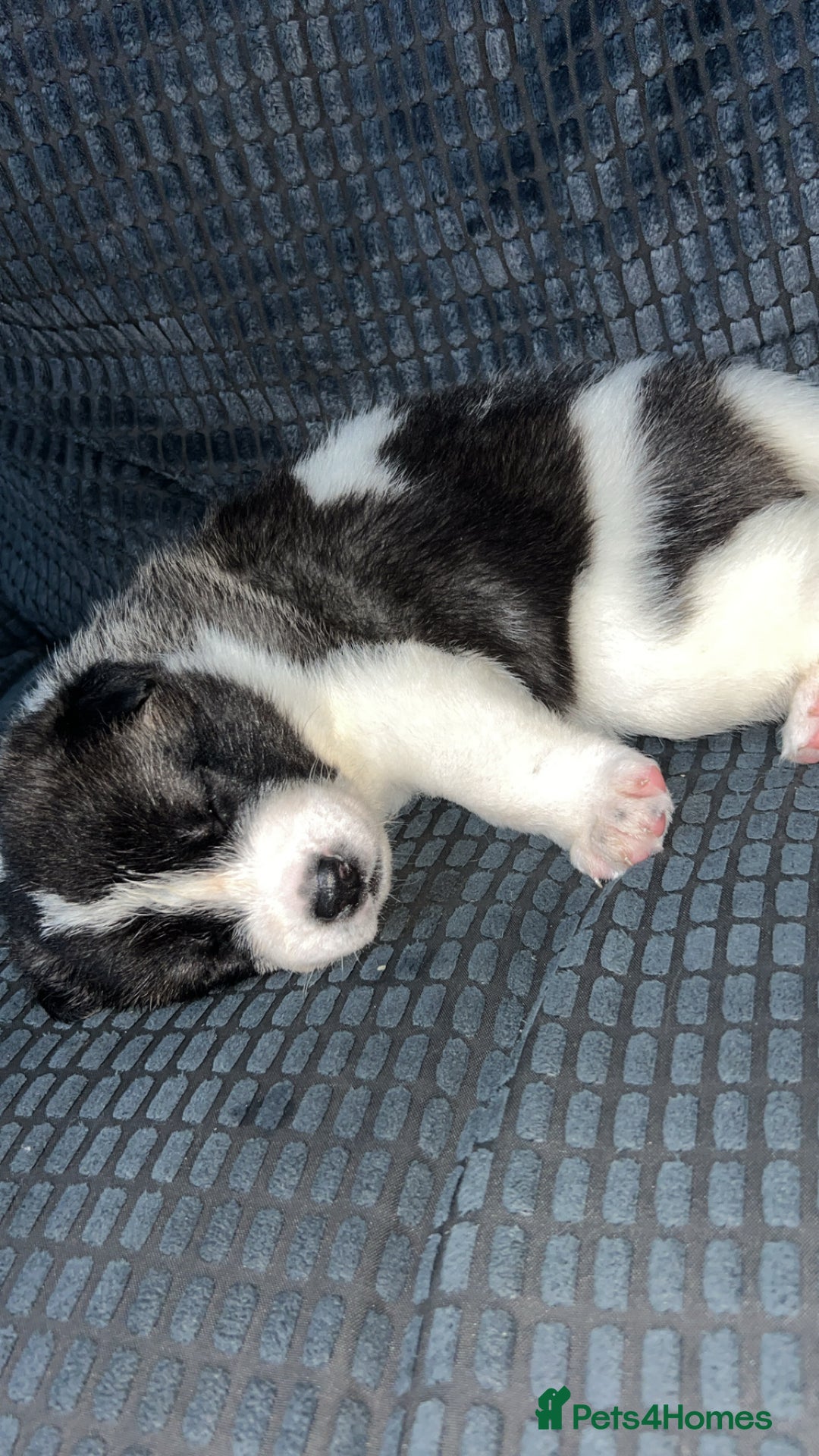 Akita dogs for sale: American Akita puppy’s  - Image 12