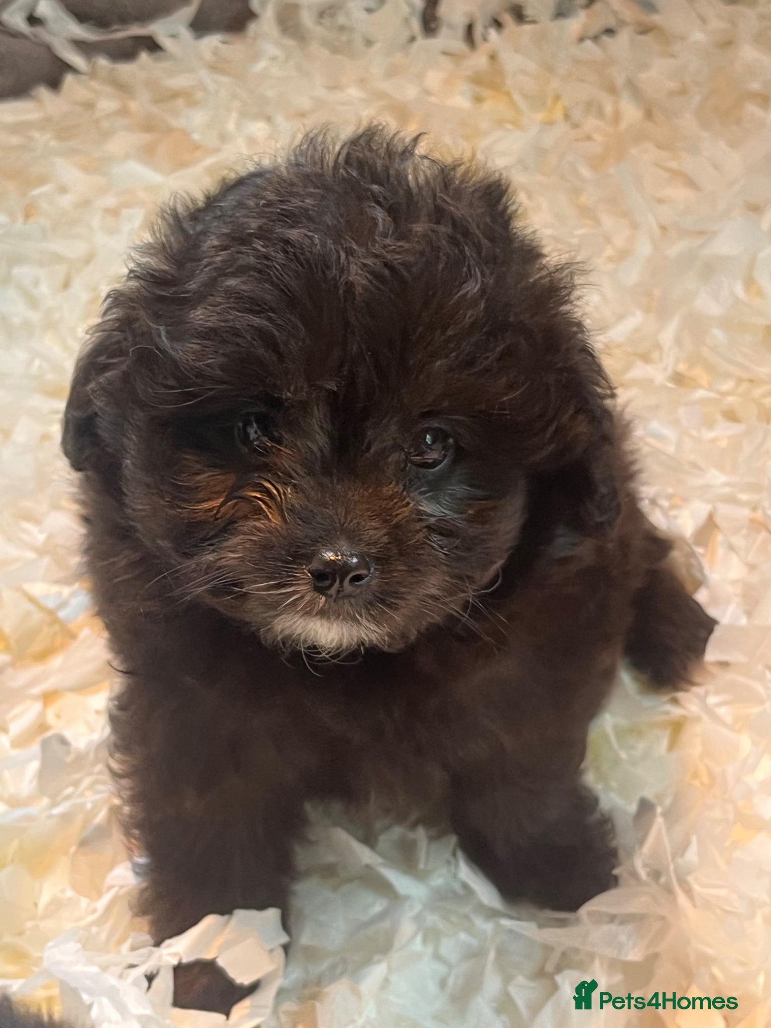 Mixed Breed dogs Beautiful cavapoo/spitz - Advert 1