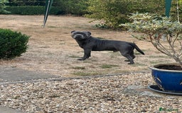 Staffordshire Bull Terrier dogs for stud: KC Registered Blue Staffy Stud–DNA Clear–Proven - Image 6