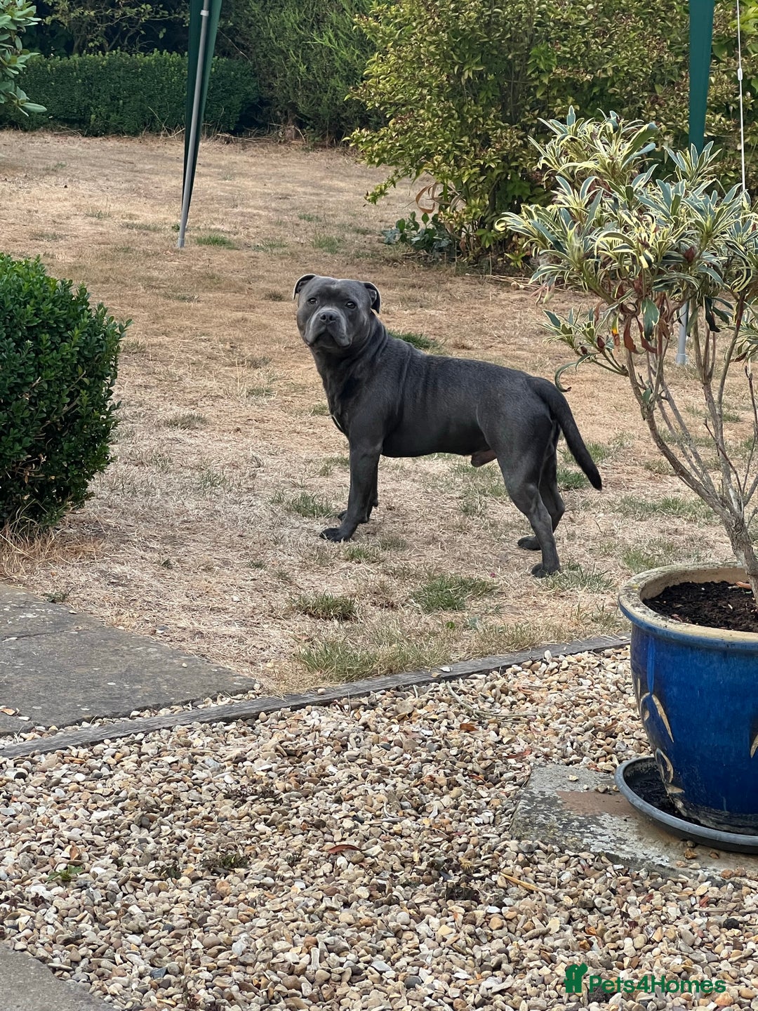 Staffordshire Bull Terrier dogs for stud: KC Registered Blue Staffy Stud–DNA Clear–Proven - Image 6