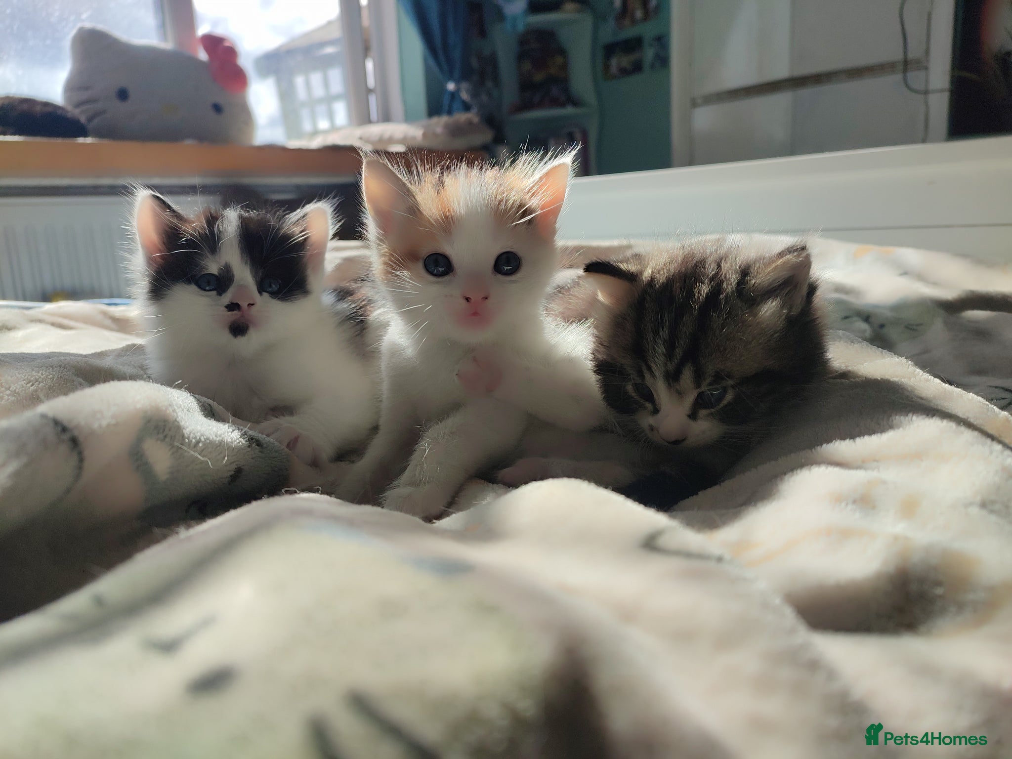 Mixed Breed cats 3 gorgeous kittens looking for forever home - Advert 6