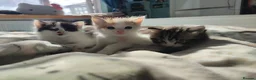 Mixed Breed cats for sale: 3 gorgeous kittens looking for forever home - Advert 1
