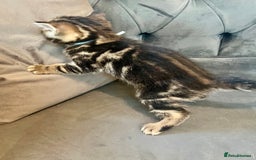 Bengal cats for sale: Stunning litter of Pure Bengals - Image 7