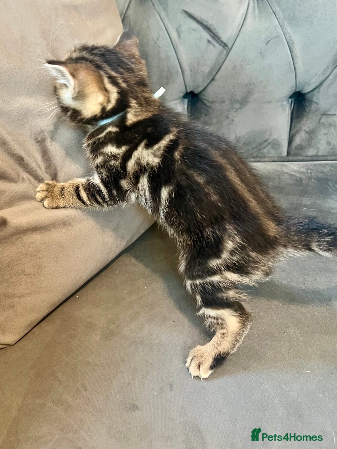 Bengal cats for sale: Stunning litter of Pure Bengals - Image 7