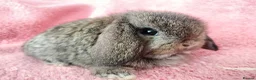 Mini Lop rabbits for sale: Baby mini lops for sale  - Advert 3