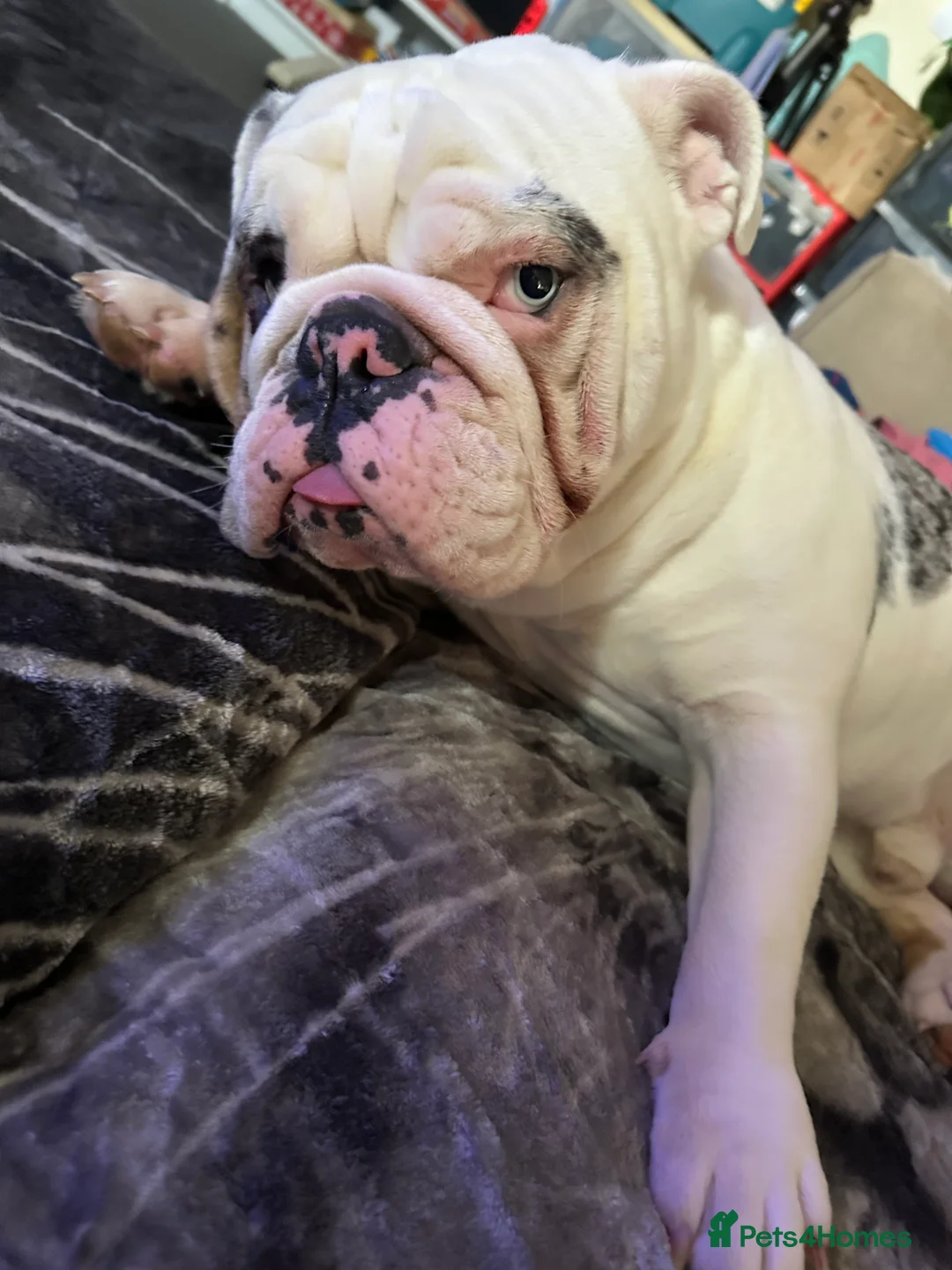 English Bulldog dogs for sale: Reggie looking for 5 star home  - Advert 5