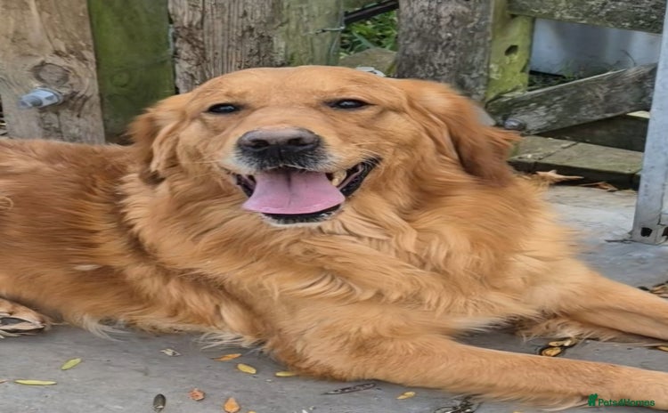 Golden Retriever dogs - Advert 9