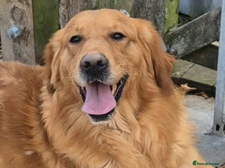 Golden Retriever dogs - Advert 2
