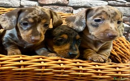 Miniature Dachshund dogs for sale: Stunning Miniature Smooth Dachshunds - Image 3