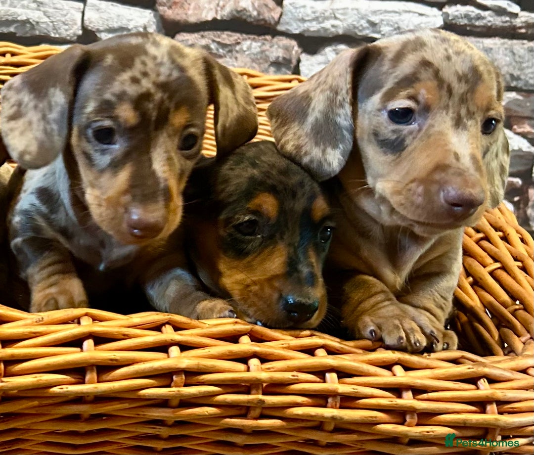 Miniature Dachshund dogs for sale: Stunning Miniature Smooth Dachshunds - Image 3