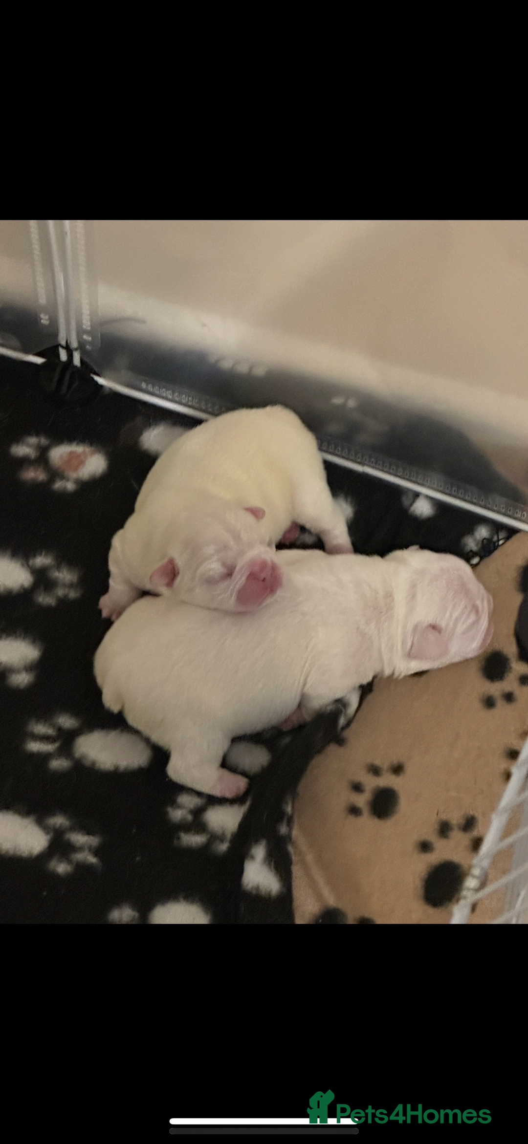 French Bulldog dogs for sale: French bulldog “fluffy” - Advert 10