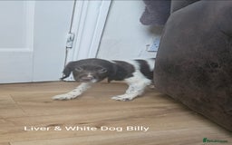 English Springer Spaniel dogs for sale: English KC Reg Springer Spaniels For Sale - Image 5