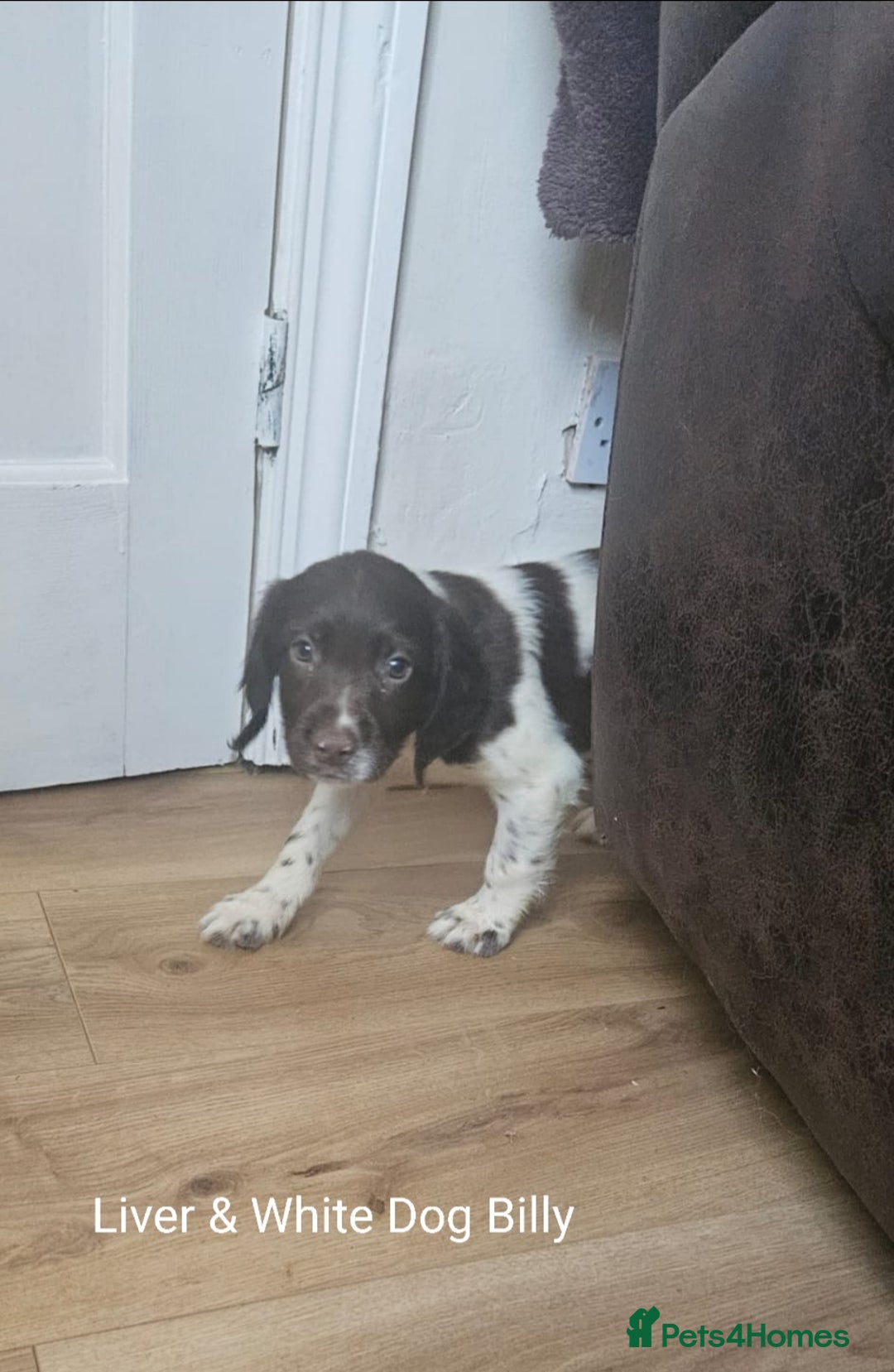 English Springer Spaniel dogs for sale: English KC Reg Springer Spaniels For Sale - Image 5