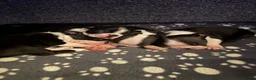 Boston Terrier dogs for sale: Kc reg Stunning full collar Boston terriers  - Advert 13