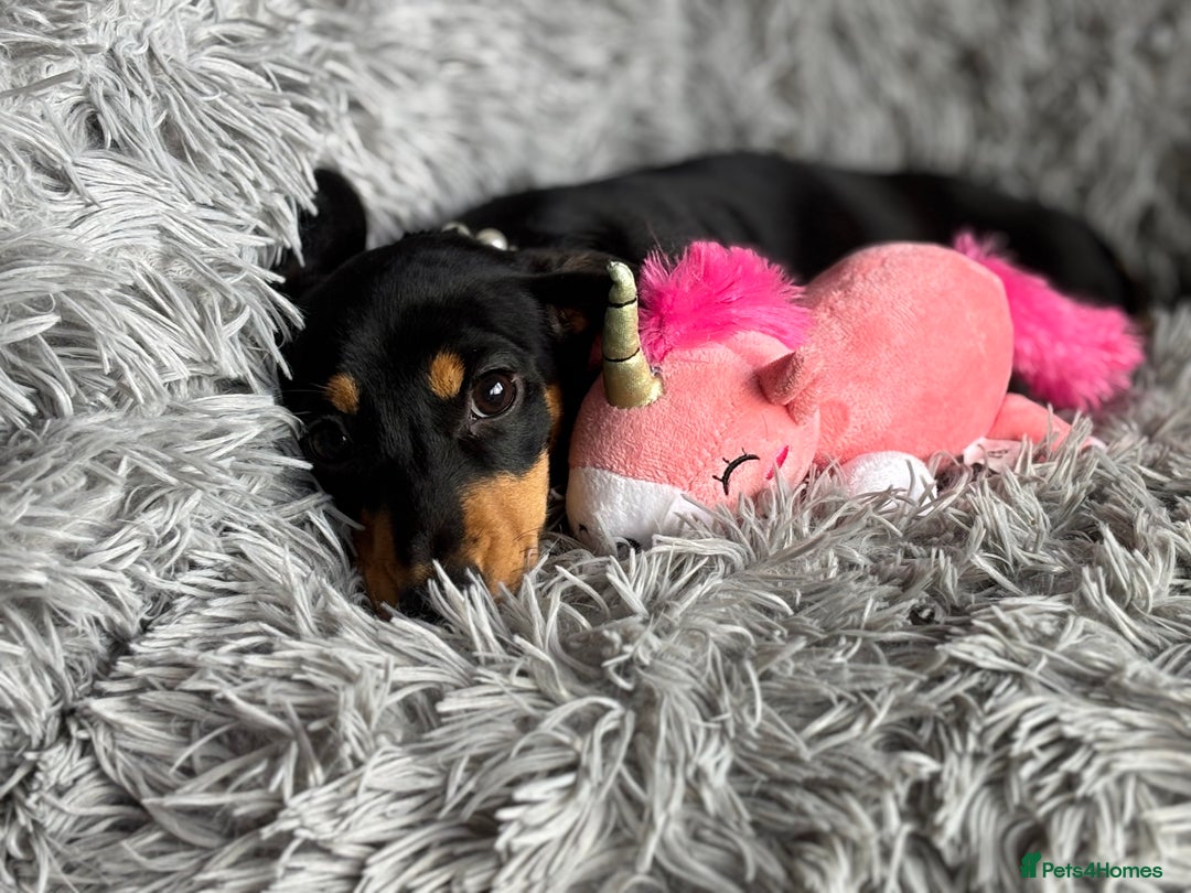 Miniature Dachshund dogs for sale: Re available PRA Clear KC Reg MiniDachshund - Image 4