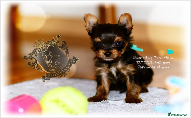 Yorkshire Terrier dogs - Advert 3