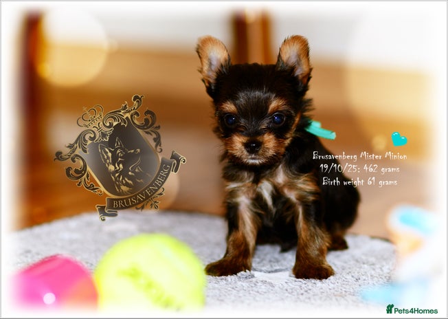 Yorkshire Terrier dogs - Advert 3
