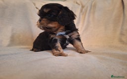 Cavalier King Charles Spaniel dogs for sale:  KC, Health Tested, ready to leave now  - Advert 17