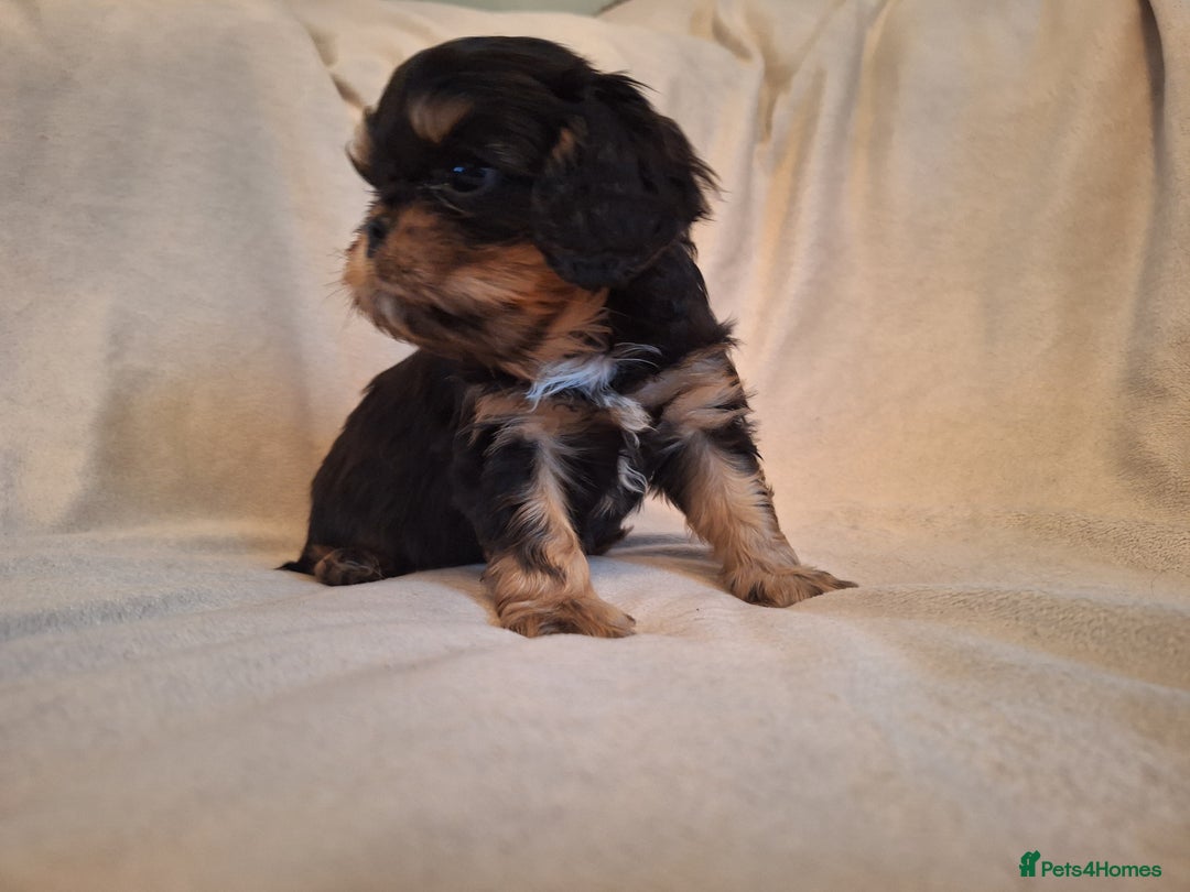 Cavalier King Charles Spaniel dogs for sale:  KC, Health Tested, ready to leave now  - Advert 17