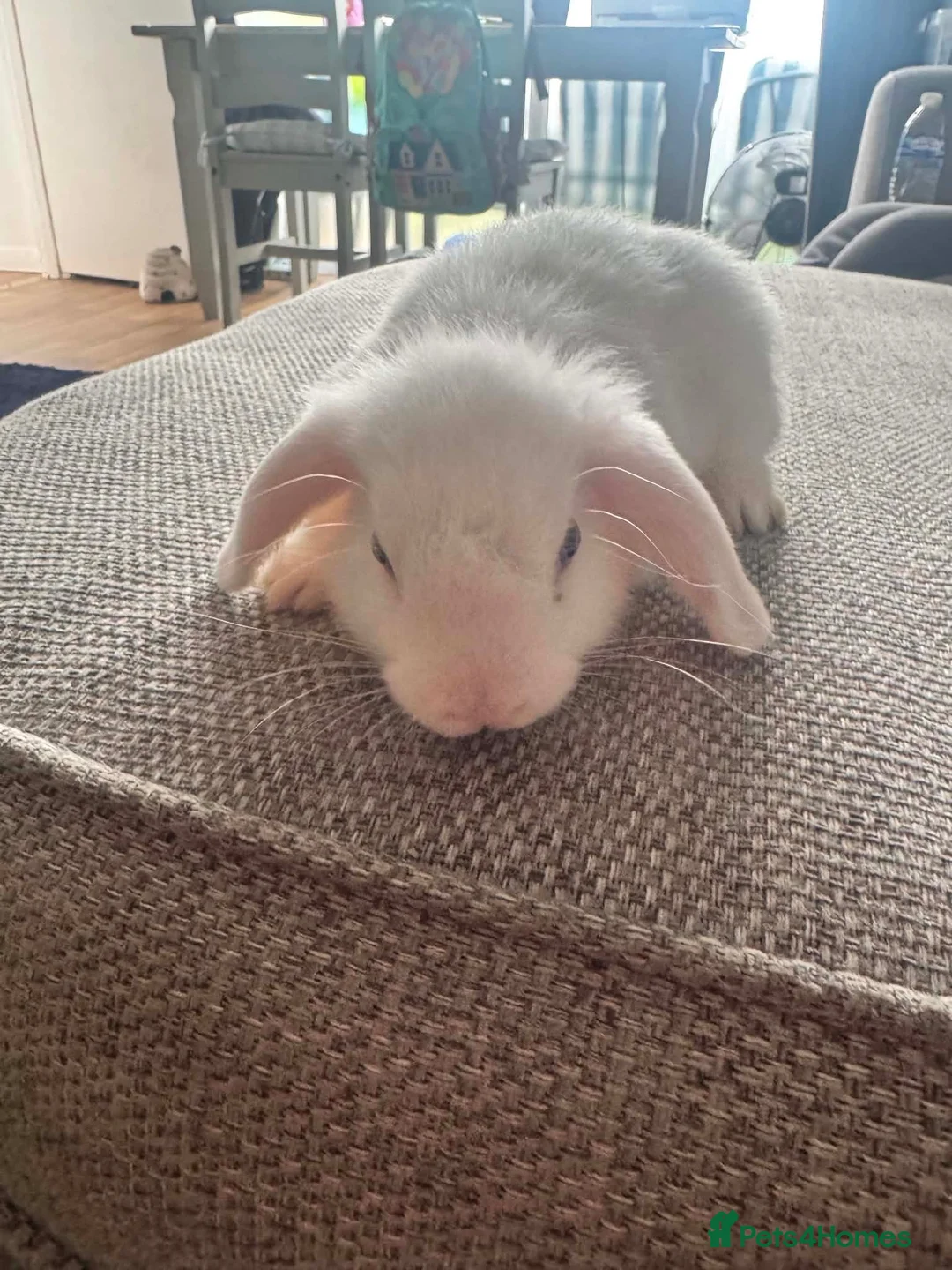 Mixed Breed rabbits for sale: Baby bunnies - Advert 2