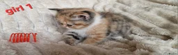 Exotic cats for sale: 4 beautiful exotic x kittens  - Advert 3
