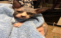 Sphynx cats for sale: 2 girls & 2 boys for sale  - Advert 9