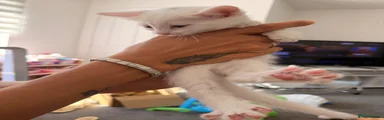 Ragdoll 3