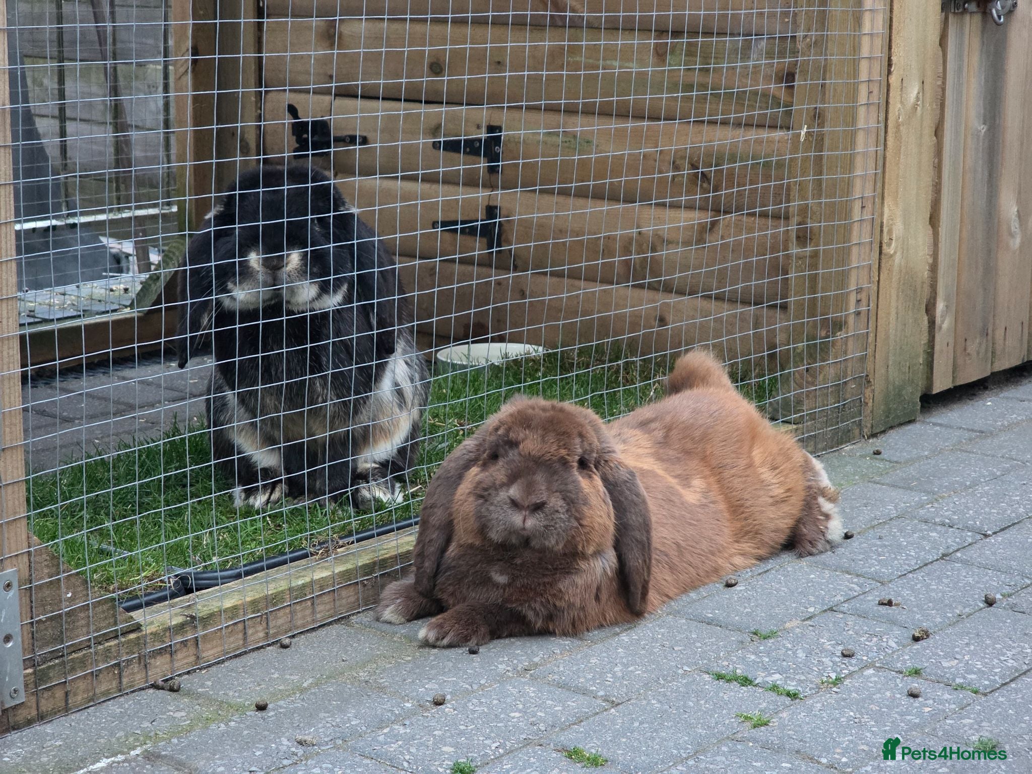 French Lop rabbits French Lops - Advert 1