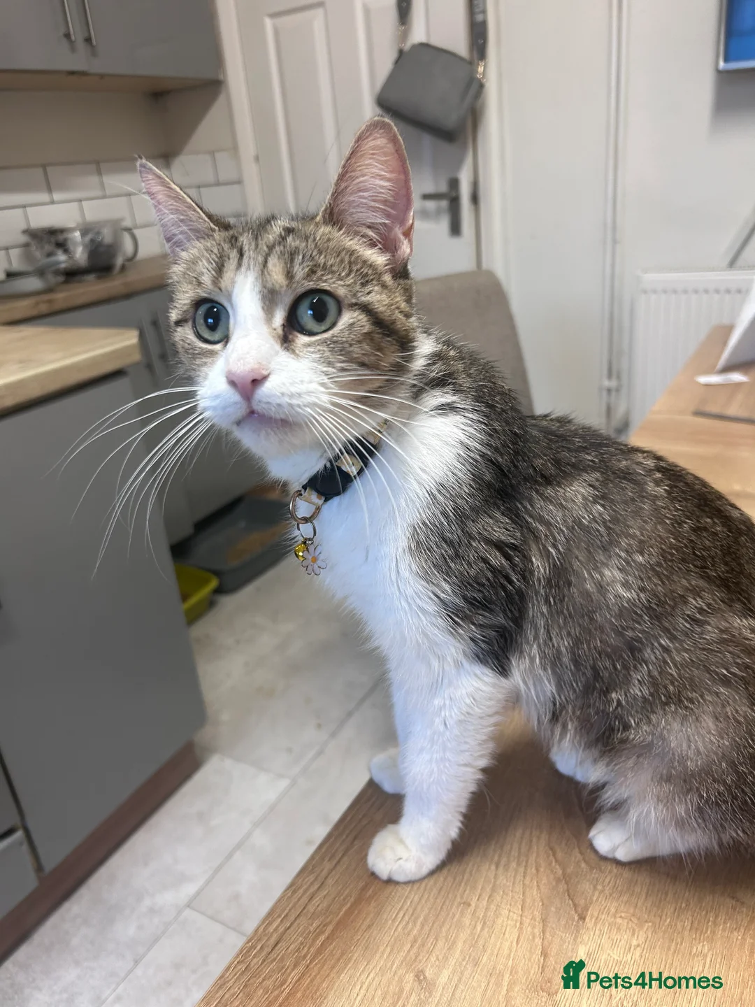 Mixed Breed cats for sale: Beautiful kittens tabby/white - Advert 1