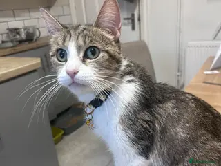 Mixed Breed cats Beautiful kittens tabby/white - Advert 7