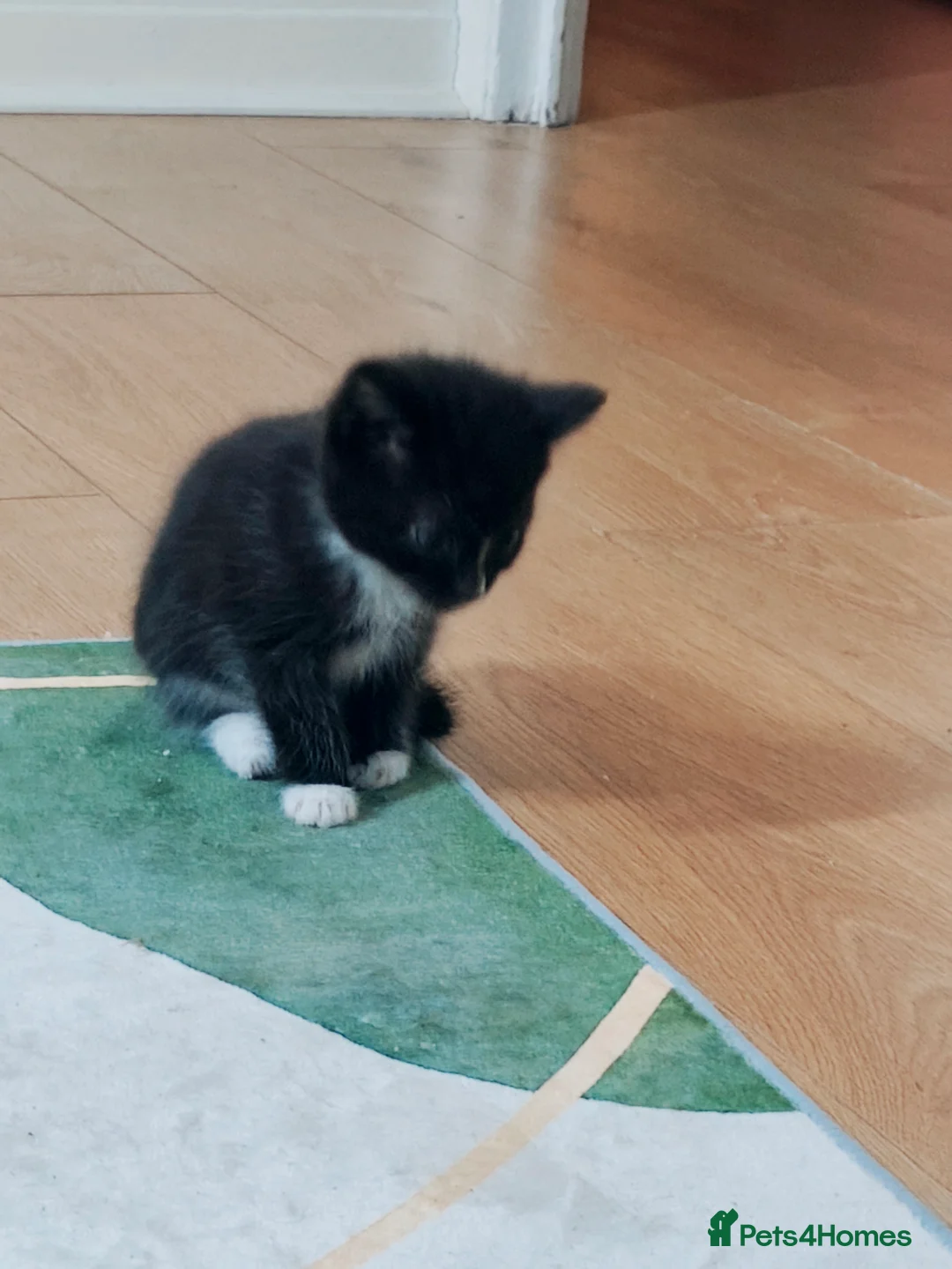Mixed Breed cats for sale: Beautiful, Affectionate & Well-Socialised Kittens  - Advert 4