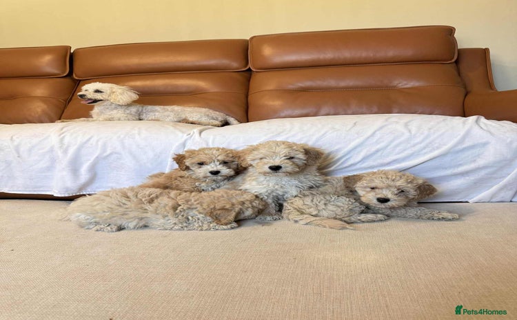 Poochon dogs - Advert 1