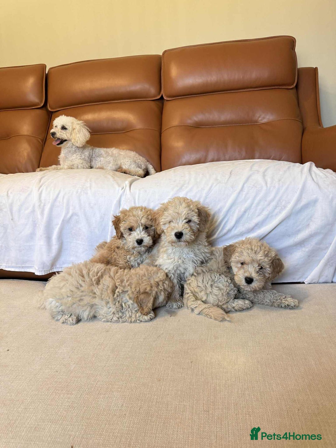 Poochon dogs for sale: Poochon puppies ready now  - Image 1