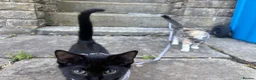 Mixed Breed cats for sale: Two female kittens (4months) - Advert 5