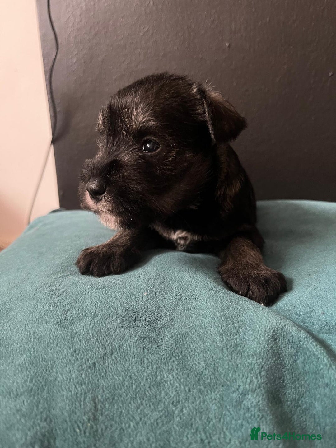 Miniature Schnauzer dogs for sale: Curious, playful and loving litter KC pups ❤️ - Image 24